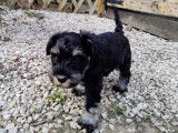 À vendre : un chiot mâle Schnauzer Nain LOF