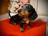3 chiots Teckels Nains mâles LOF à vendre