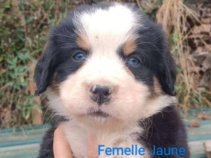 Des chiots Bouvier Bernois LOF à réserver