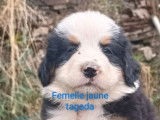 Des chiots Bouvier Bernois LOF à réserver