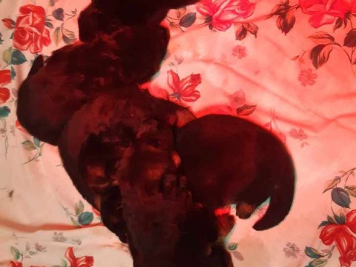 À réserver, un chiot femelle Berger Allemand LOF