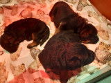4 chiots mâles Bergers Allemands LOF à réserver