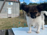 4 chiots Épagneuls Nain Continental Papillons LOF disponibles à la vente