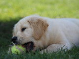 7 chiots Golden Retrievers LOF à vendre