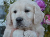 7 chiots Golden Retrievers LOF à vendre