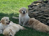 7 chiots Golden Retrievers LOF à vendre