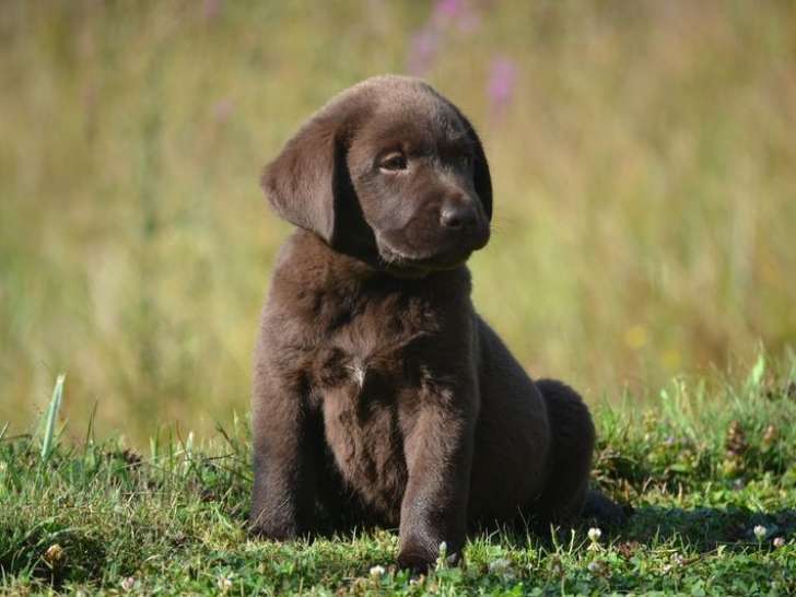 7 chiots Labradors LOF à vendre