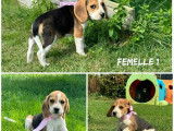 À vendre : des chiots Beagles LOF
