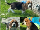 À vendre : des chiots Beagles LOF