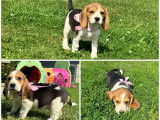 À vendre : des chiots Beagles LOF