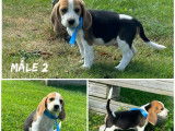 À vendre : des chiots Beagles LOF