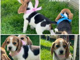 À vendre : des chiots Beagles LOF
