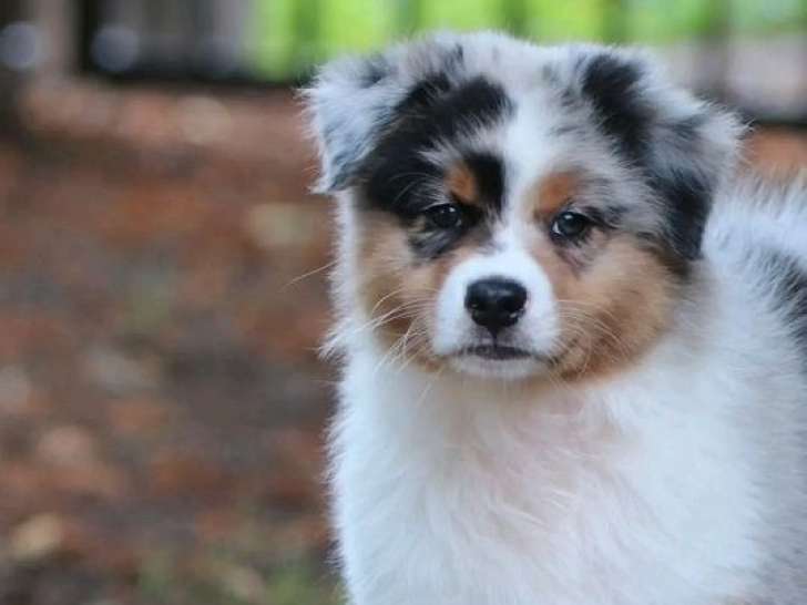 À vendre : 5 chiots mâles Bergers Australiens LOF