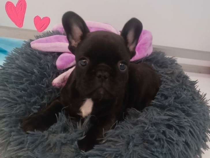 Un chiot mâle Bouledogue Français LOF à vendre