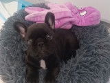 Un chiot mâle Bouledogue Français LOF à vendre