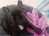 Un chiot mâle Bouledogue Français LOF à vendre