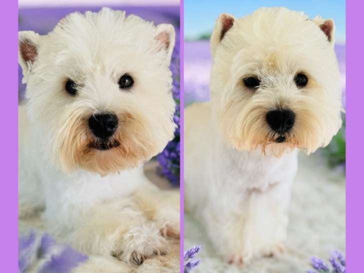 À réserver : 2 chiots femelles Westies LOF