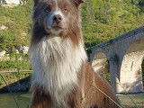 Male Border Collie lilac disponible pour saillie