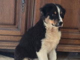 Un chiot mâle Berger Australien LOF à vendre