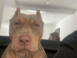 Chienne American Bully à vendre