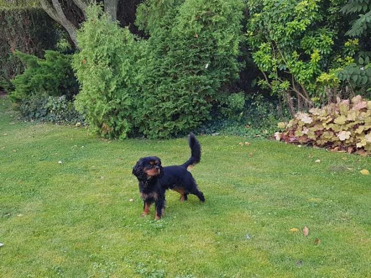Mâle Cavalier King Charles Spaniel noir et feu disponible pour saillie