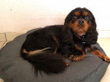 Mâle Cavalier King Charles Spaniel noir et feu disponible pour saillie