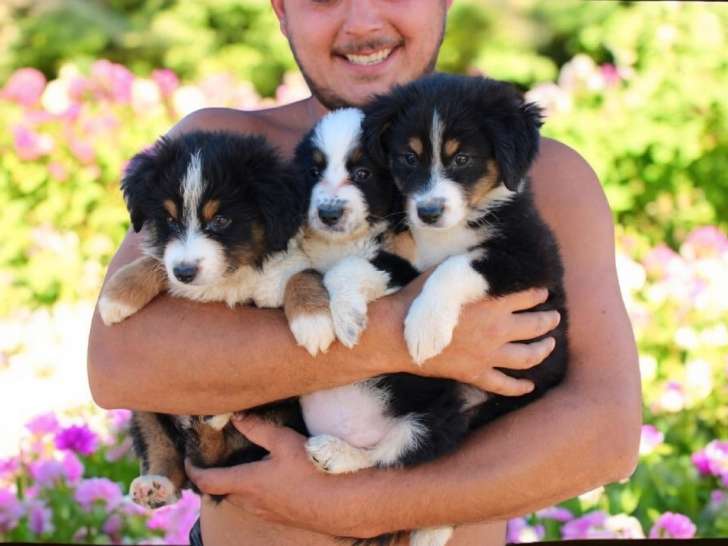4 chiots Bergers Américains Miniatures LOF à vendre