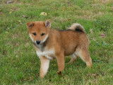 1 chiot mâle Shiba Inu LOF à vendre