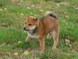 1 chiot mâle Shiba Inu LOF à vendre