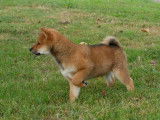 1 chiot mâle Shiba Inu LOF à vendre