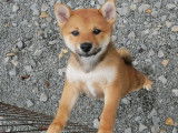 1 chiot mâle Shiba Inu LOF à vendre