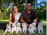 À réserver : 7 chiots Huskies Sibériens LOF