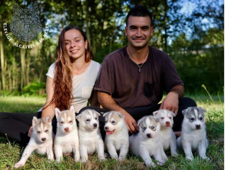 À réserver : 7 chiots Huskies Sibériens LOF