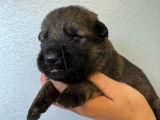 Un chiot femelle Berger Allemand LOF à réserver