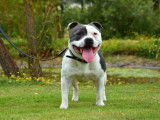 Un chien Staffordshire Bull Terrier LOF disponible à la saillie