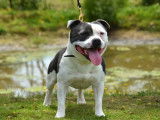 Un chien Staffordshire Bull Terrier LOF disponible à la saillie