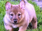 7 chiots Spitz des Wisigoths LOF à vendre