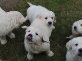 À vendre : 3 chiots mâles Golden Retrievers LOF