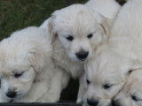 À vendre : 3 chiots mâles Golden Retrievers LOF