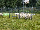 À vendre : 3 chiots mâles Golden Retrievers LOF