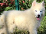 Magnifique chiots Samsky