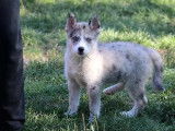 Magnifique chiots Pomksy à vendre