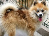 2 chiens adultes à vendre (1 mâle et 1 femelle)