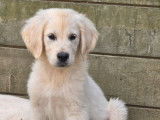 4 chiots Golden Retrievers LOF à réserver