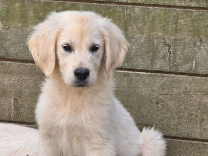 4 chiots Golden Retrievers LOF à réserver
