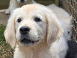 4 chiots Golden Retrievers LOF à réserver