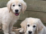 4 chiots Golden Retrievers LOF à réserver
