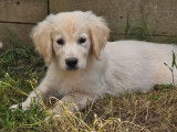 4 chiots Golden Retrievers LOF à réserver