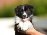 1 chiot femelle Berger Australien LOF à vendre