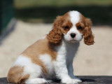 À vendre: 1 chiot femelle Cavalier King Charles LOF